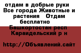 отдам в добрые руки - Все города Животные и растения » Отдам бесплатно   . Башкортостан респ.,Караидельский р-н